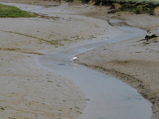 White small egret in mud flats