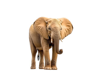 Obraz premium Front View of African Elephant Isolated on White Background