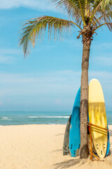 Colorful surfboards leaning against palm tree on tropical sandy beach