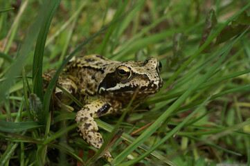 Camouflaged frog nestled amongst blades of green grass, blending seamlessly with the natural surroundings.