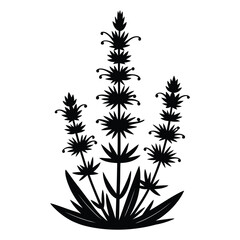 Fototapeta premium Hyssop Silhouette, Vector, Illustration, Icon, Logo, White Background.