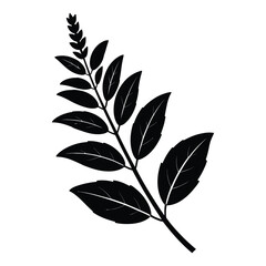 Lemon Verbena Silhouette, Vector, Illustration, Icon, Logo, White Background.