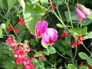 Pink and red sweet pea flowers