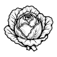 Cabbage Head Line Art, Black Outlines on White, Botanical Illustration Concept
