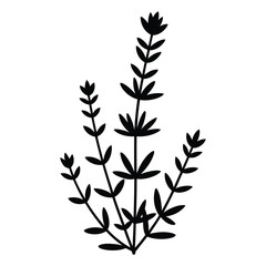 Fototapeta premium Winter Savory Silhouette, Vector, Illustration, Icon, Logo, White Background.