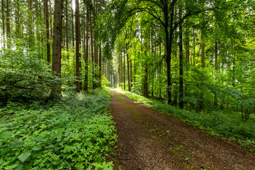 Fototapeta premium Forstweg im Mischwald mit Nadelbäumen und Laubbäumen