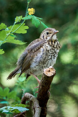 Song Thrush bird juvenile close-up ( Turdus Philomelos ) 