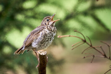 Song Thrush bird juvenile singing ( Turdus Philomelos ) 