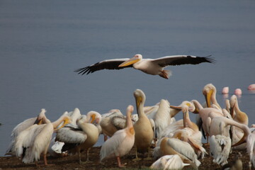 Pelikan bei der Landung