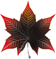 Fototapeta premium Liquidambar leaf illustration, logo, icon or tattoo