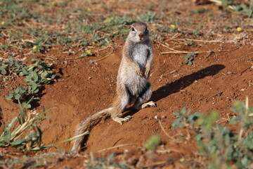 Erdhörnchen