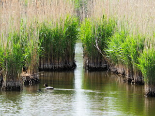 reeds on the coastal mud flats od Pagham Harbour