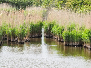 Reeds in deep pools of water by coast 
