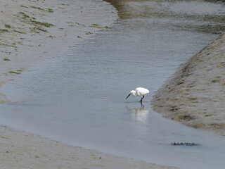 Small white egret eating in mud 