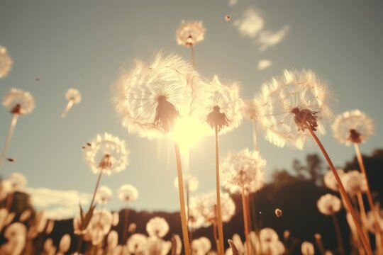 Soft toned dandelion flowers featuring minimalist details for a serene and elegant aesthetic