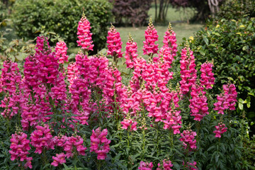 Obraz premium Spring Concept, Blooming Pink Snapdragon (Antirrhinum majus)