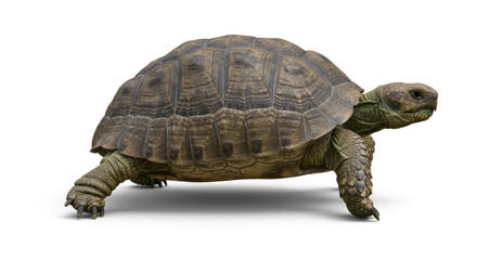Obraz premium Tortoise is walking isolated on white background. side view tortoise clipping path isolated object. tortoise is going to somewhere clipart for isolated , clipart element , clipping path