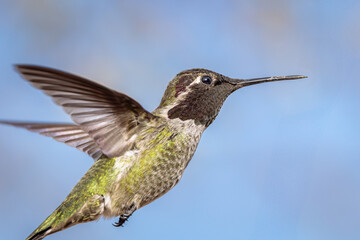 Male Anna's hummingbird flying in his natural environment, but you can't tell, because it is so...