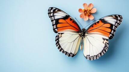 Obraz premium Beautiful butterfly with orange and white wings perched beside a delicate flower on a blue background