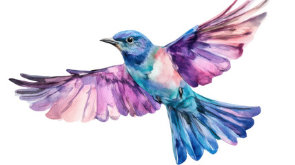 Colorful Hummingbird in Mid Flight Isolated on White Background