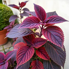 a purple and red leafed plant with purple leaves