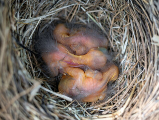 Blackbird nest, Tordus merula, with newborn chicks
