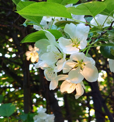 Apple tree branch with flowers in the rays of sunset
