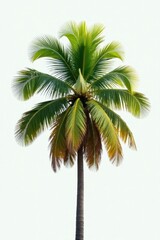 Single palm tree, lush green fronds against white , summer, vacation, silhouette