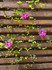 pink flowers on wooden background - Gartenholzwamd © Tobias