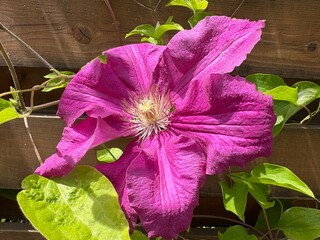 purple hibiscus 