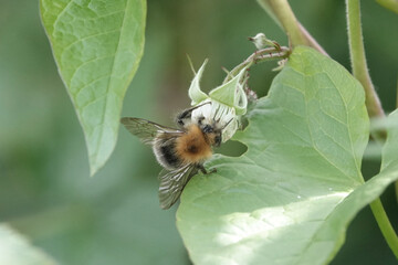 A Tree Bumblebee (Bombus hypnorum) feeding on bramble