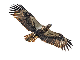 Obraz premium bald eagle in flight