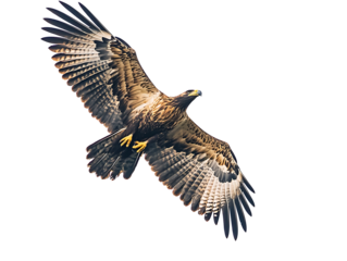 bald eagle in flight