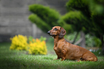 dachshund puppy on the grass