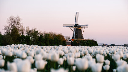Vibrant tulip fields in the Netherlands under a warm sunset with traditional windmill