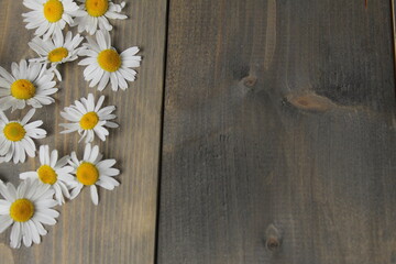 Obraz premium Chamomile flower with white petals and yellow center. Chamomile