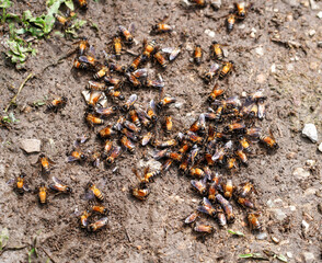 Swarm of bee came to a common place for mud puddling on soil in the nature habitat background in Thailand.