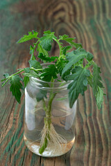 Tomato plant cutting growing roots in jar of water