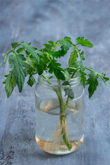 Growing tomato plant roots in a glass jar