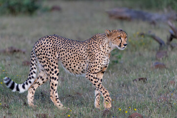 Cheetah (Acinonyx jubatus) walking and searching for prey in the late afternoon in Mashatu Game Reserve in the Tuli Block in Botswana      
