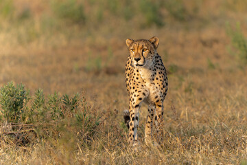 Cheetah (Acinonyx jubatus) walking and searching for prey in the late afternoon in Mashatu Game...