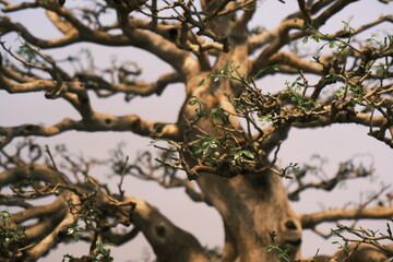 Bonsai art