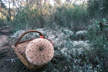 picnic en el bosque © M.P. Studio