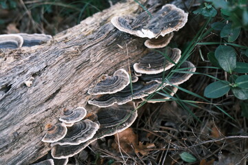 fungus