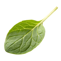 Marjoram lea isolated on a transparent background
