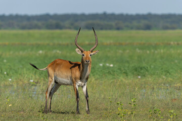Lechwe, red lechwe, or southern lechwe (Kobus leche) in the Okanvanga floodplains in Mahango National Park in the Carivistrip of Namibia