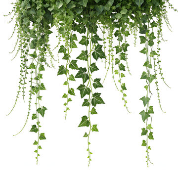 creeper on white background