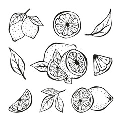 Lemon Line Hand Drawn Icons Set Isolated on white Background. Outline Sketch Citrus Whole with Peel and Natural Fruit Cut into ifferent pieces and circle lices, Lemon Zest, Branch of Blossom Leaves. 