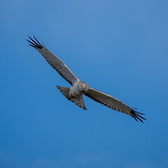Male Northern Harrier (Circus hudsonius). Finley National Wildlife Refuge, Oregon