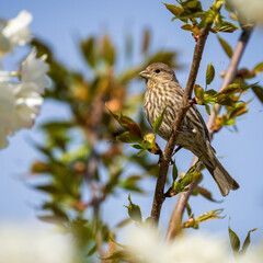 Purple Finch (Haemorhous purpureus) in flowering cherry tree.